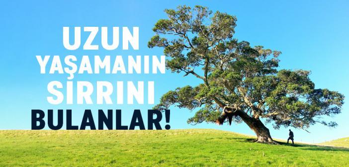 Önce Zarar Verme